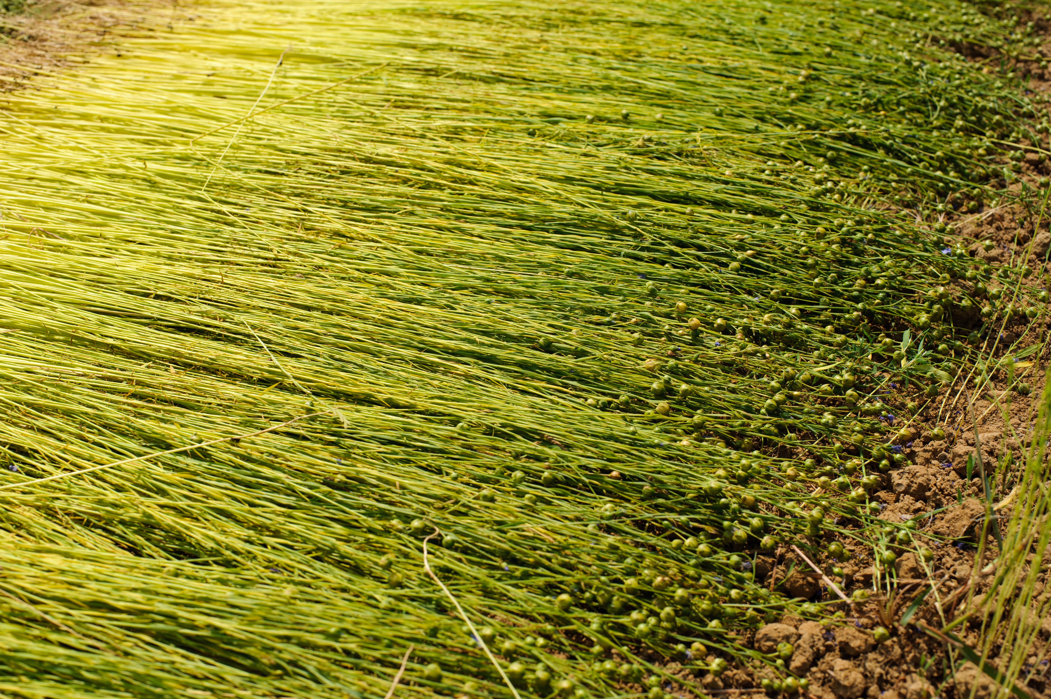 THE JOY OF FLAX (PART 1)