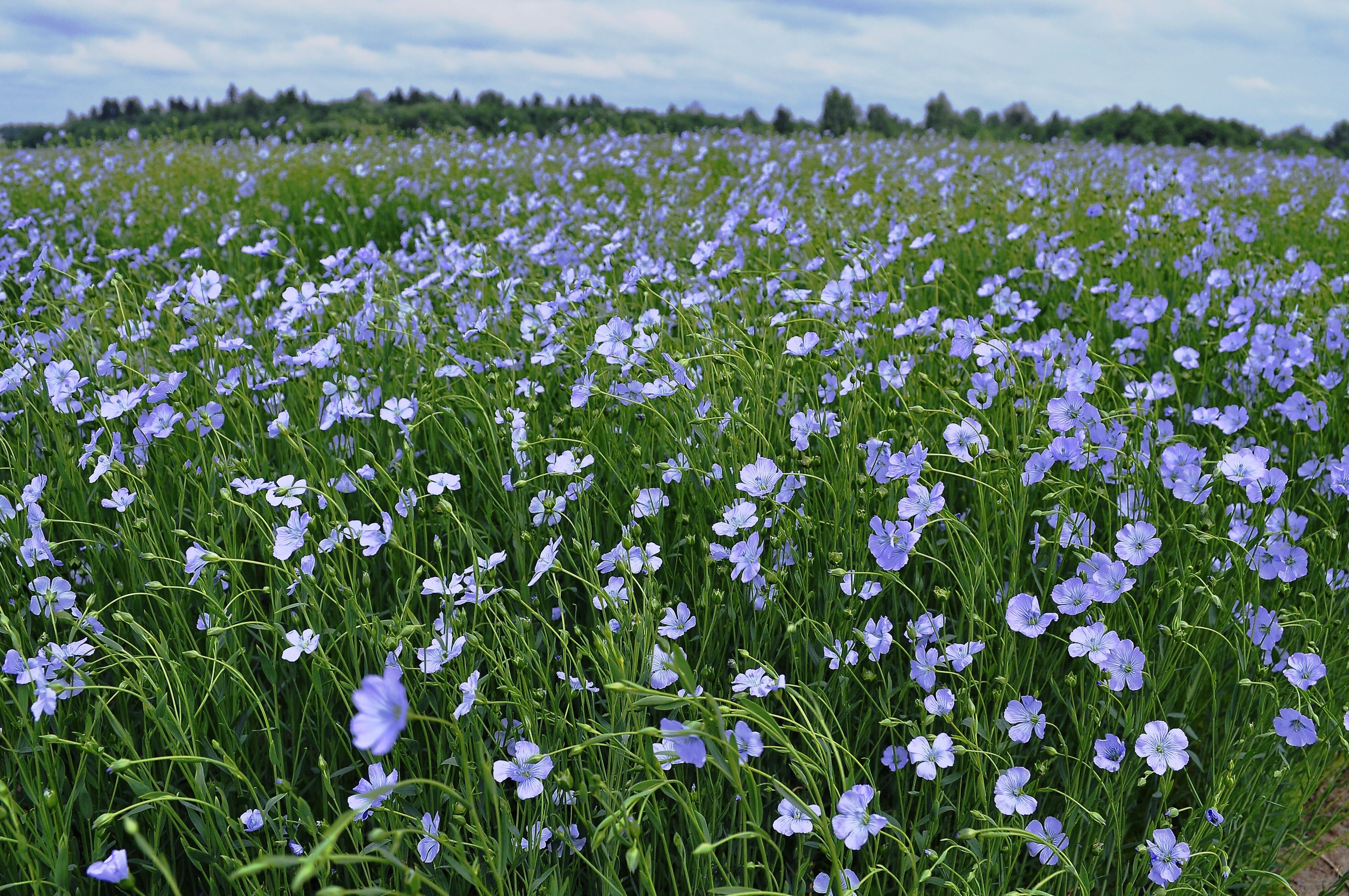 THE JOY OF FLAX (PART 2)